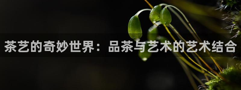 摩登7高管