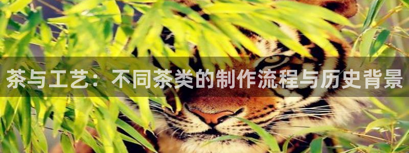摩登4右7O667