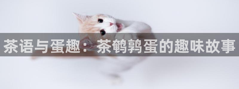 摩登7彩票平台登陆总代